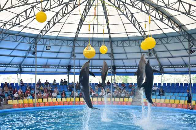 מופע הדולפינים פוקט – Dolphins Bay Phuket