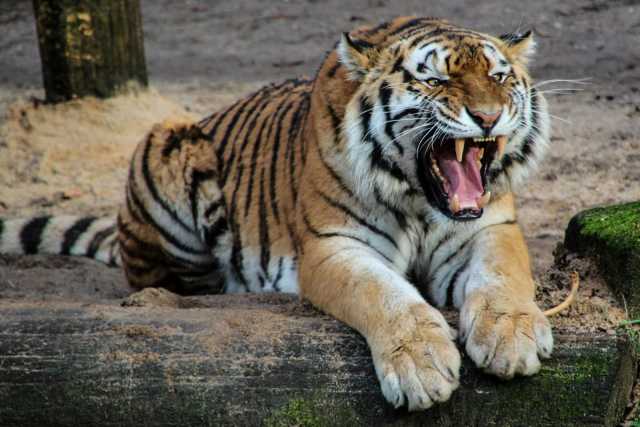 טייגר קינגדום פוקט – Tiger Kingdom Phuket | ממלכת הנמרים