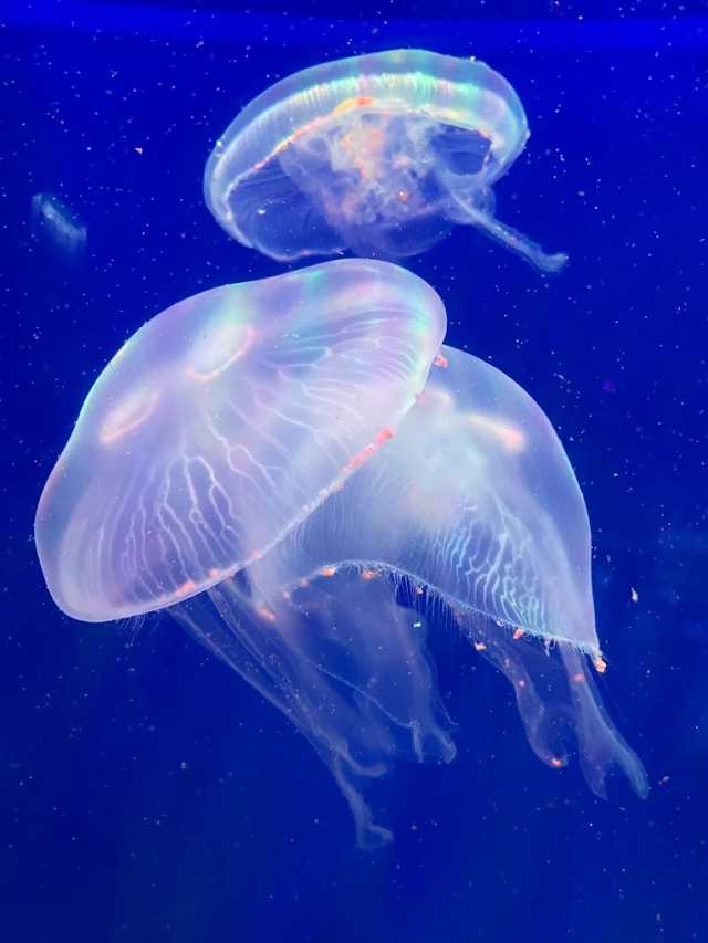 אקווריום פוקט ומוזיאון האשליות – Aquaria & Trickeye Phuket